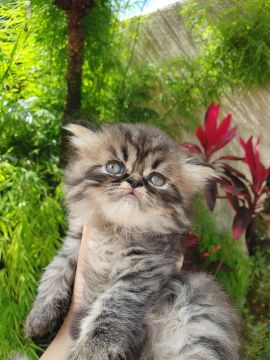 Filhote gato persa rajado 