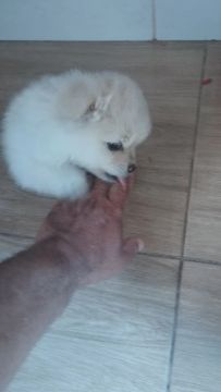 Filhote de Spitz Alemão