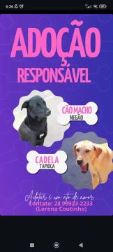 Dois cães para adoção responsável