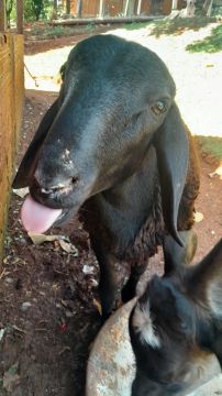 Carneiro 6 meses 