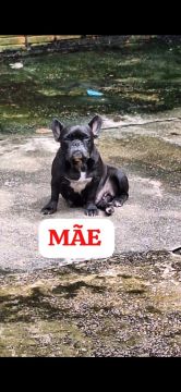 Filhote de Bulldog Francês - Fêmeas