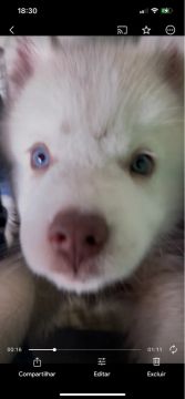 Filhote Husky Siberiano - Olhos azuis