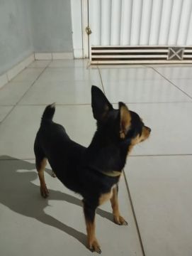 Pinscher macho (zero) 