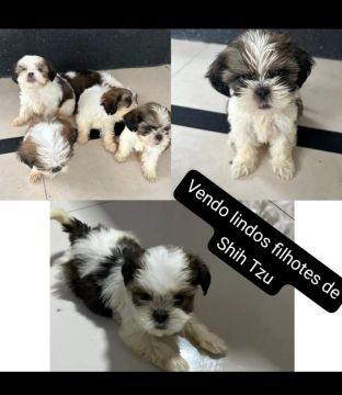 Filhotes Shih Tzu Lindos