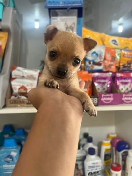 Pinscher macho 