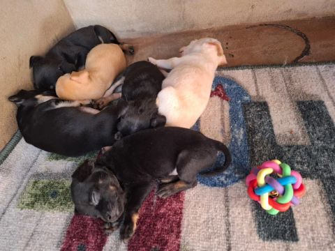 Pinscher fêmea e macho apenas 4 já 