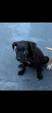 Doação de cachorrinho e cachorrinha 