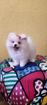  Spitz Alemão lulu da pomerânia 