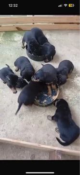 Cachorros rottweiler 