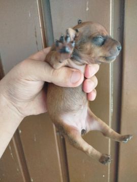 Vendo pinscher 1 , fêmea . 