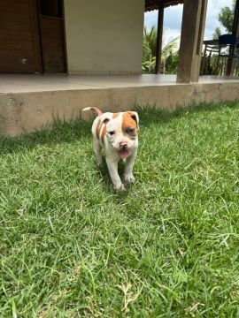 Filhote de American bully