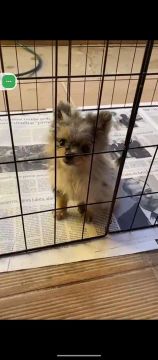 Filhote de Pomeranian fêmea cor merlem