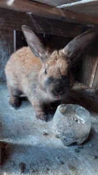 Coelho Chocolate Mini Rex Holandês 
