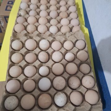 Ovos de galinha caipira.