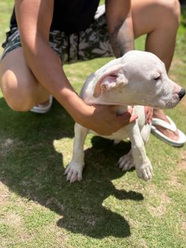 FILHOTE DOGO ARGENTINO 
