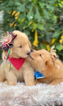 Filhote de Golden Retriever PROMOÇÃO 