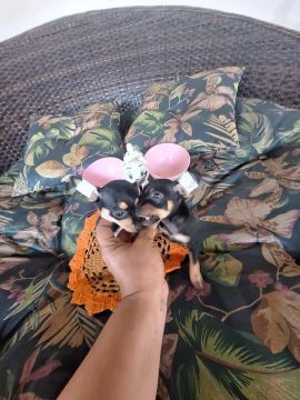Pinscher 0 perfeitos filhotes black in tan com garantia e procedência
