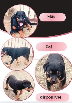 Filhotes Rottweiler puros