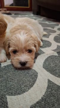 Vende-se filhote de shitzu mix poodle MACHO