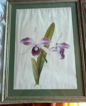 Quadro com gravura de orquídea