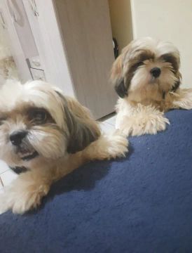 Dois Shih Tzus Lindos para venda 
