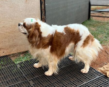 Cavalier King Charles para CRUZA