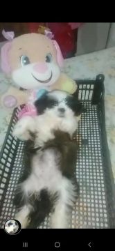 Mini fema shitzu  linda e fofa