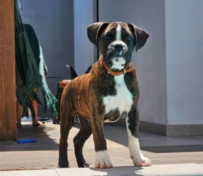 Filhote macho de Boxer