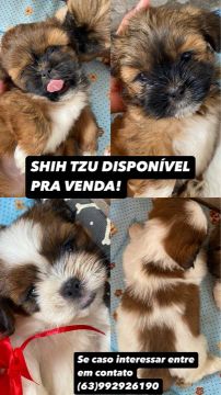 Filhotes Shih Tzu disponível pra venda