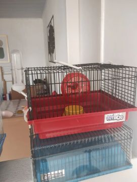 Gaiola para hamster nova 40 reais pra acabar o estoque 
