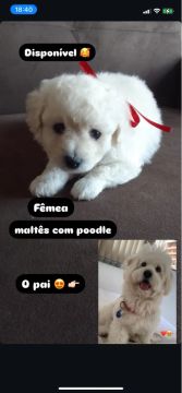 Filhote poodle com maltês 