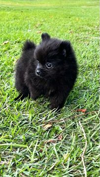 Lindo filhote de Spitz Alemão 