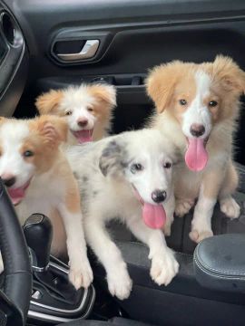 Border Collie Uma fofura 