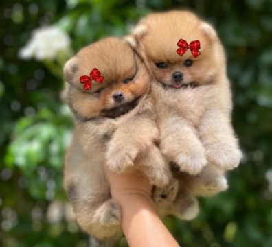 Lulu da Pomerânia Os Mais Lindos da Olx 