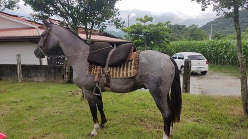 CAVALO crioulo com registro 
