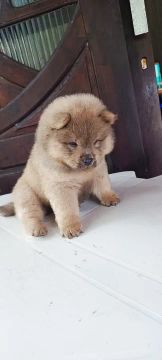 Vendo filhotes de Chow-Chow