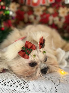 shihtzu puro fêmea, a procura de um namoradinho para cruzar 