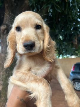 Cocker Spaniel Inglês 