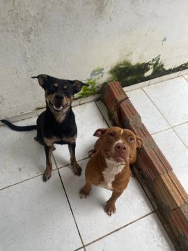 Adoção consciente, Pitbull e vira lata 