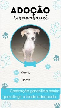 Filhote de cachorro para adoção responsável
