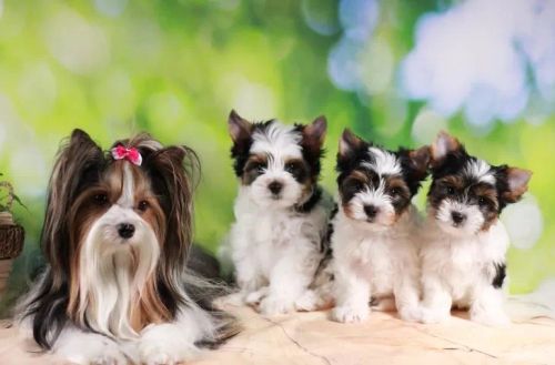 Biewer Terrier Fêmea Tricolor Sua Nova Melhor Amiga Está Aqui