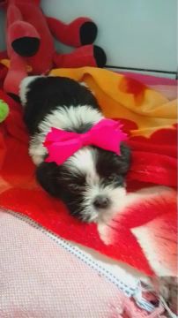 Filhote de Shih Tzu Fêmea figurinha linda para vocês 