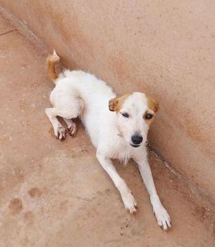 Cachorro Adorável Procurando Lar