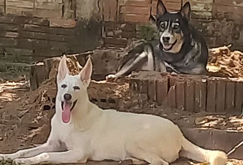 Vendo essas cachorras 