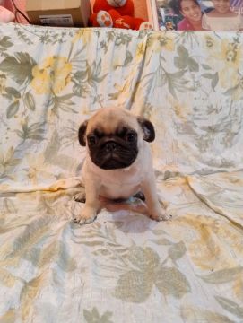 Filhote de Pug disponível 
