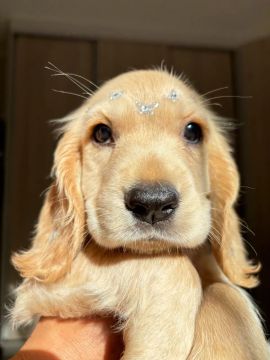 Cocker Spaniel Inglês 