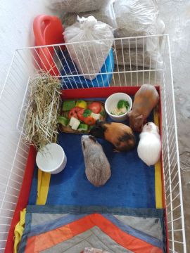 Estou doando minhas porquinhas tem 03 