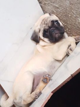 Pug filhote macho 3 meses 