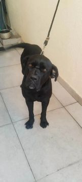 Cane Corso lindo e dócil, cão de guarda 