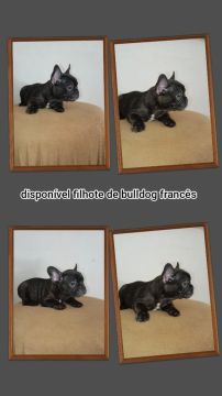 Filhote bulldog 